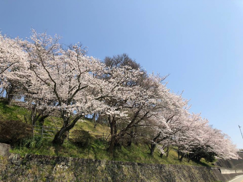 満開の桜　今が見頃！　